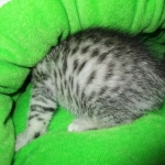 Willow Mina, Egyptian Mau, Silver, Female DOB 3-11-17