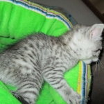 Willow Mina, Egyptian Mau, Silver, Female DOB 3-11-17