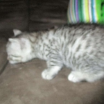 Willow Mina, Egyptian Mau, Silver, Female DOB 3-11-17