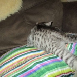 Willow Mina, Egyptian Mau, Silver, Female DOB 3-11-17