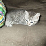 Willow Mina, Egyptian Mau, Silver, Female DOB 3-11-17