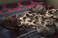 Delphi, Egyptian Mau, Silver Female #1 DOB 3-17-17