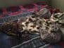 Delphi, Egyptian Mau, Silver Female #1 DOB 3-17-17