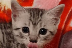 Egyptian Mau silver female #1 DOB 3-19-22