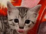 Egyptian Mau silver female #1 DOB 3-19-22