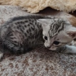 Mau silver female DOB 3-19-22