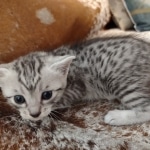 Mau silver female DOB 3-19-22