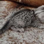 Mau silver female DOB 3-19-22