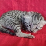 Mau silver female DOB 3-19-22