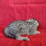 Mau silver female DOB 3-19-22