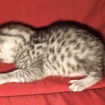 Mau silver female DOB 3-19-22