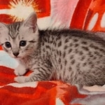 Mau silver female DOB 3-19-22