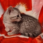 Mau silver female DOB 3-19-22