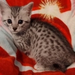 Mau silver female DOB 3-19-22