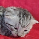 Mau silver female DOB 3-19-22