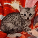 Mau silver female DOB 3-19-22