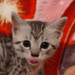 Mau silver female DOB 3-19-22