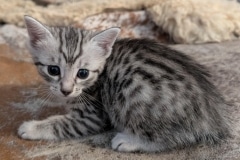 Egyptian Mau silver female kitten #1 DOB 3/19/26