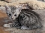 Egyptian Mau silver female kitten #1 DOB 3/19/26