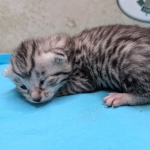 Silver-female-Mau-kitten-