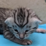 Silver-female-Mau-kitten-a