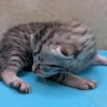 Silver-female-Mau-kitten-b