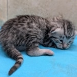 Silver-female-Mau-kitten-c