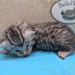 Silver-female-Mau-kitten-d