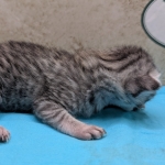 Silver-female-Mau-kitten-f