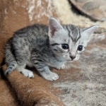 Silver-female-kitten-a