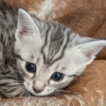Silver-female-kitten-b