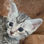 Silver-female-kitten-c