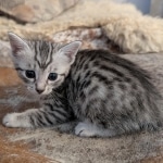 Silver-female-kitten