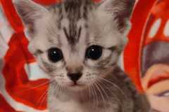 Egyptian Mau silver female #1 DOB 4-1-22