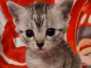 Egyptian Mau silver female #1 DOB 4-1-22