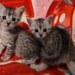 Egyptian Mau silver female sisters DOB 4-1-22