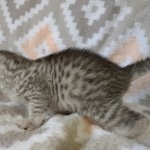 Egyptian Mau silver female DOB 4-1-22