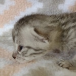 Egyptian Mau silver female DOB 4-1-22