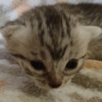 Egyptian Mau silver female DOB 4-1-22