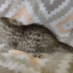 Egyptian Mau silver female DOB 4-1-22