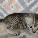 Egyptian Mau silver female DOB 4-1-22