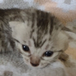 Egyptian Mau silver female DOB 4-1-22