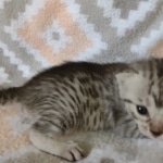 Egyptian Mau silver female DOB 4-1-22