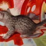 Egyptian Mau silver female DOB 4-1-22