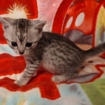 Egyptian Mau silver female DOB 4-1-22