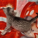Egyptian Mau silver female DOB 4-1-22