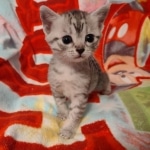 Egyptian Mau silver female DOB 4-1-22