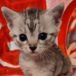 Egyptian Mau silver female DOB 4-1-22