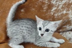 Egyptian Mau silver female #1 DOB 4-13-22 darker