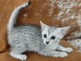 Egyptian Mau silver female #1 DOB 4-13-22 darker